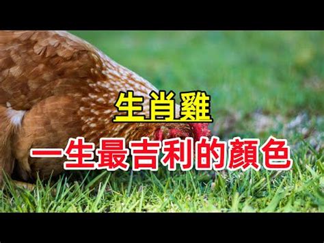 雞 顏色|【雞的幸運色】屬雞幸運色讓你運勢飛！不可不知的吉祥色與禁忌。